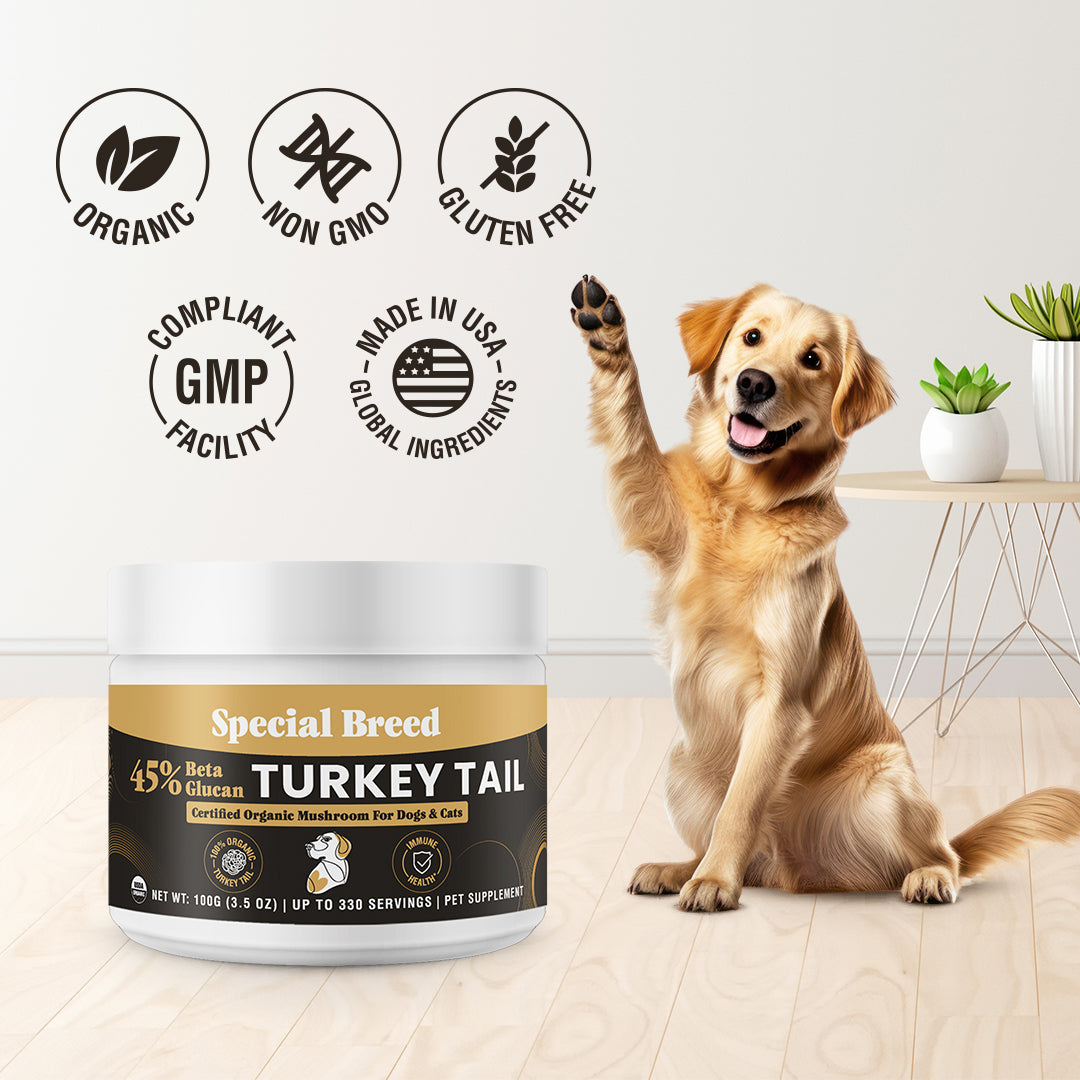 USDA Organic 45% Beta Glucan Turkey Tail Powder - 3.5oz