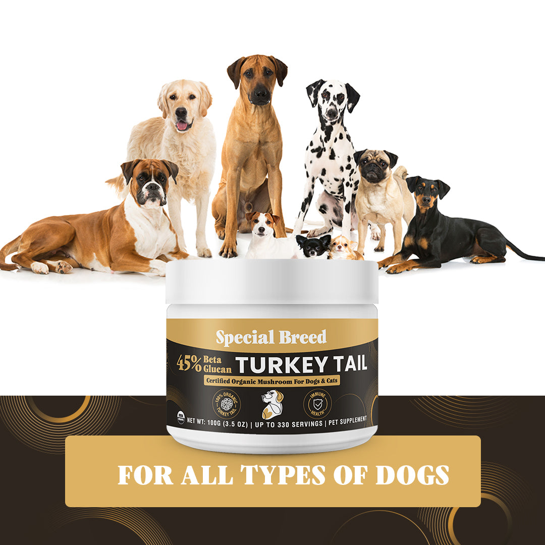 USDA Organic 45% Beta Glucan Turkey Tail Powder - 3.5oz