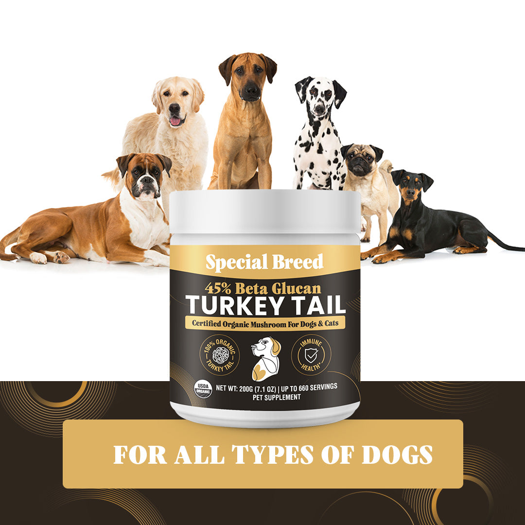 USDA Organic 45% Beta Glucan Turkey Tail Powder - 7oz