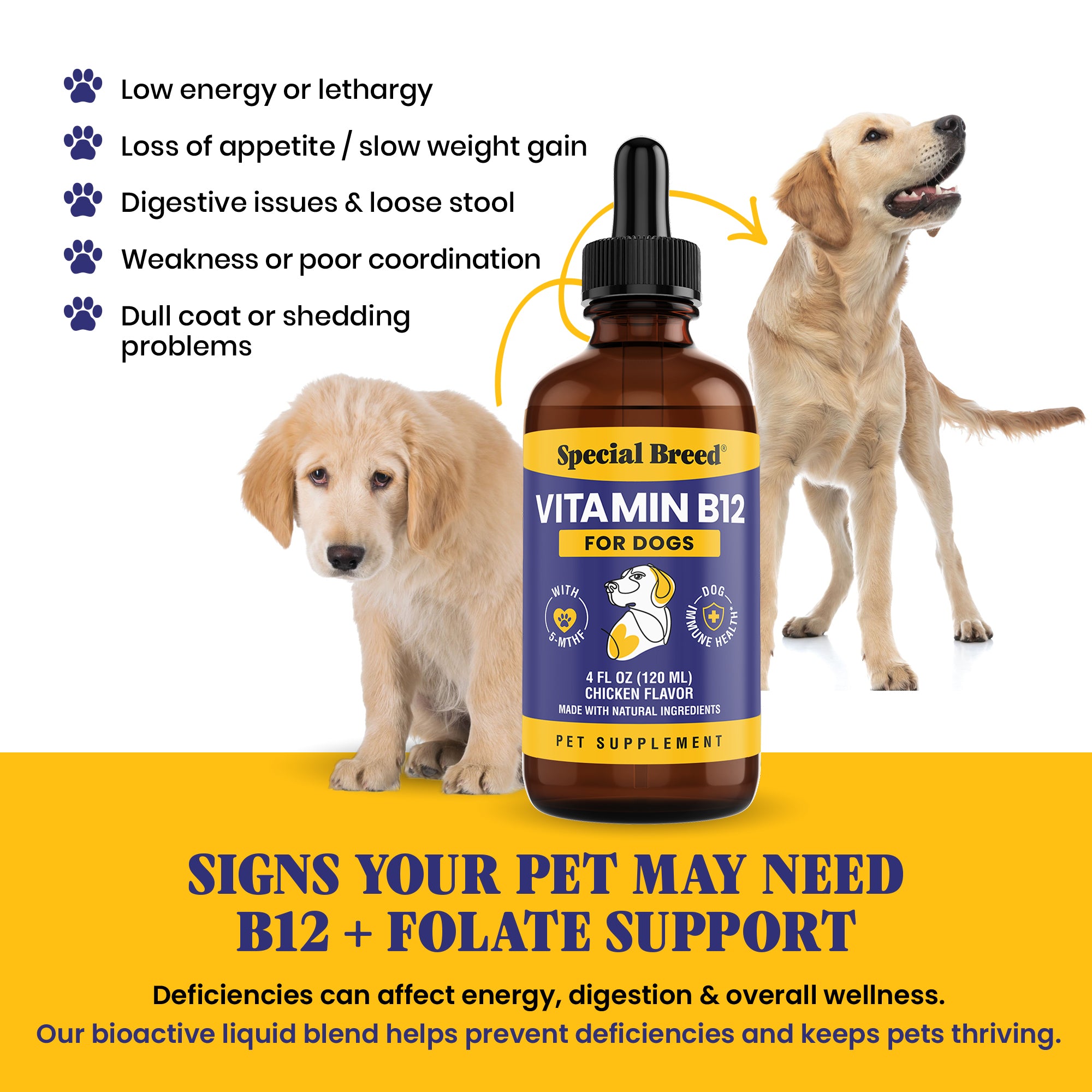 Special Breed Liquid Vitamin B12 for Dogs Methylcobalamin and 5-MTHF Boosts Energy, Appetite, Mood & Immune System Support, Easy-to-Use Dropper
