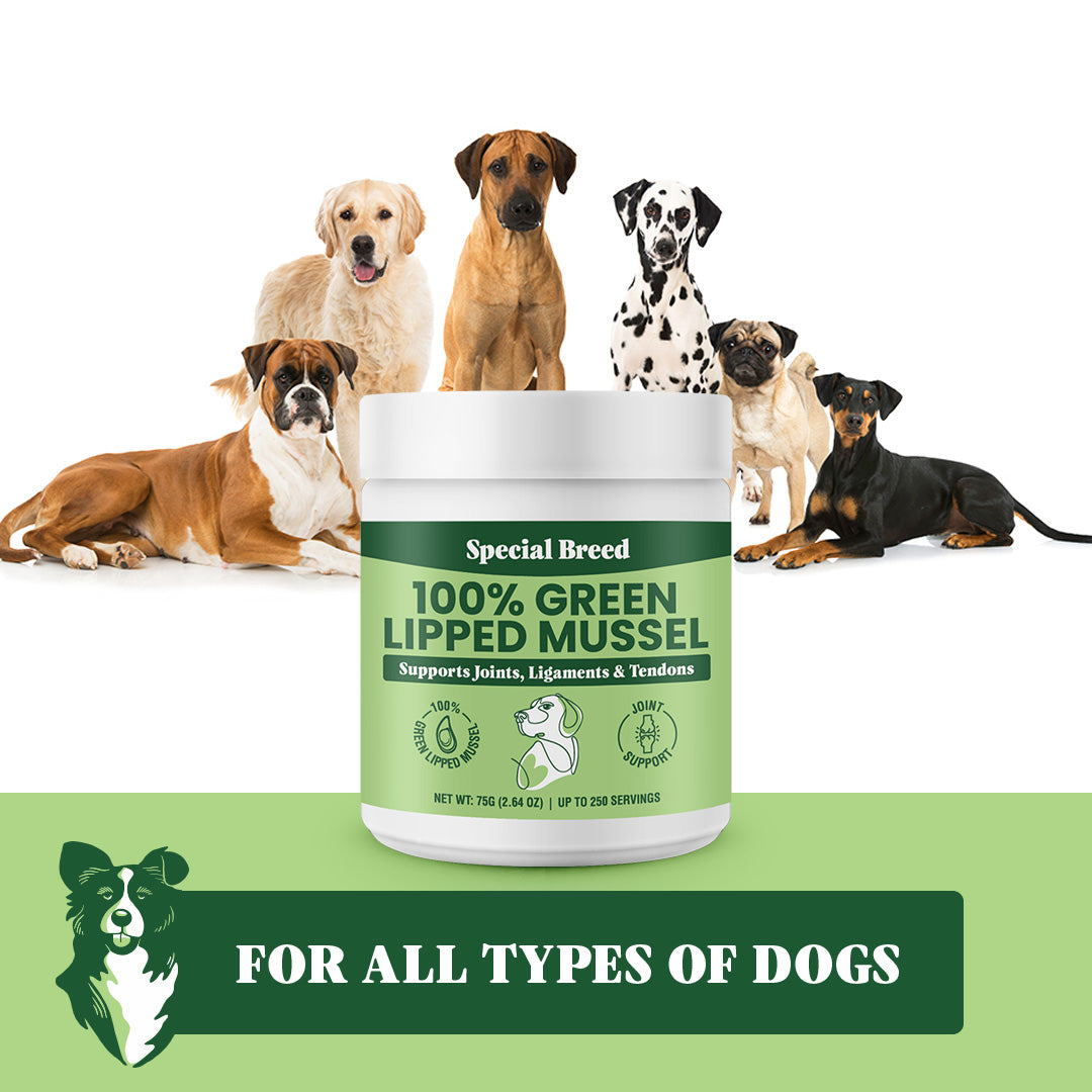 Green mussel best sale powder for dogs