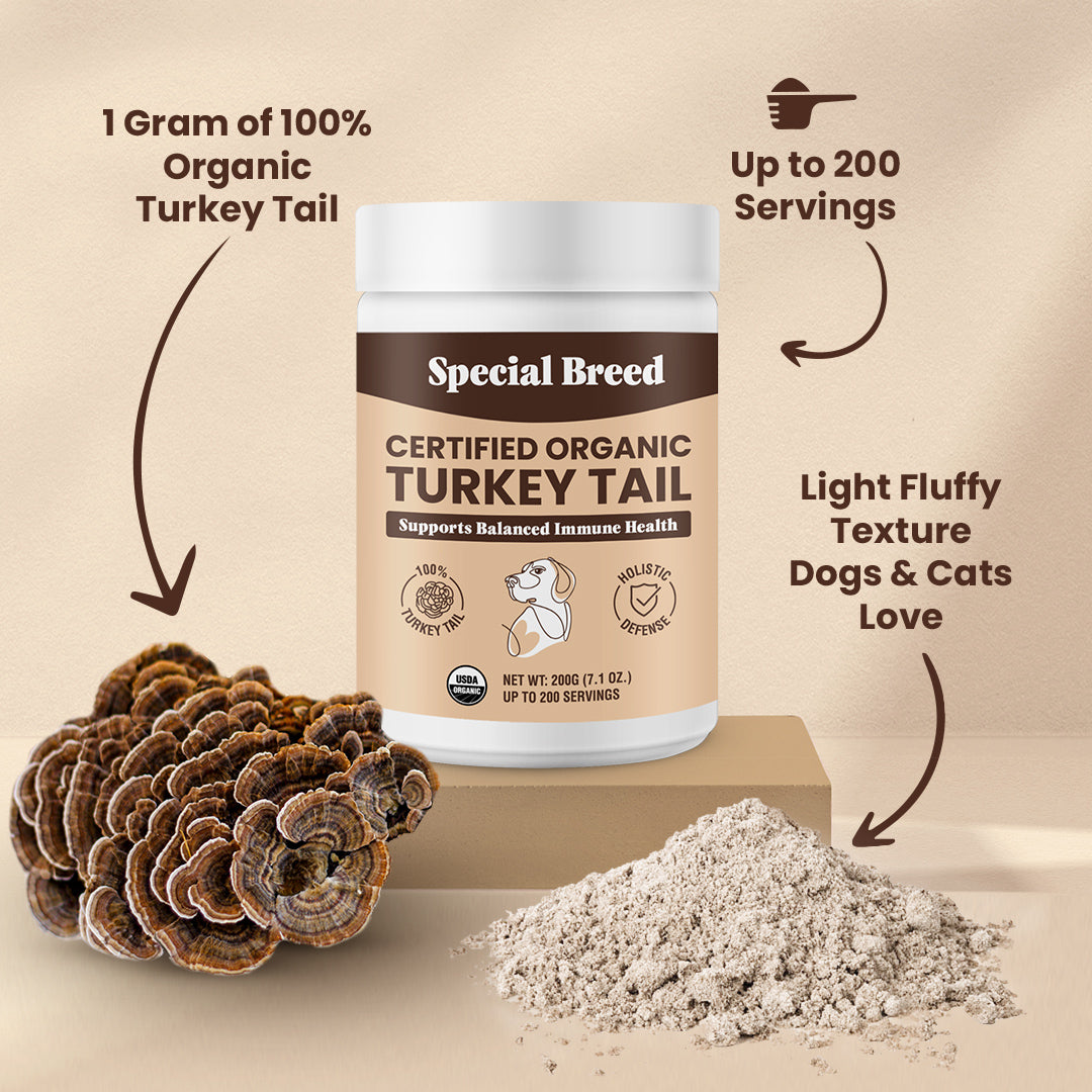 USDA Organic Turkey Tail Powder - 7.1oz