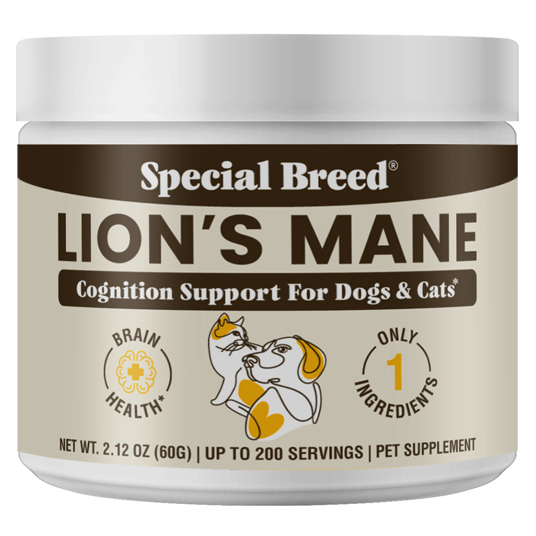 Lion's Mane Powder
