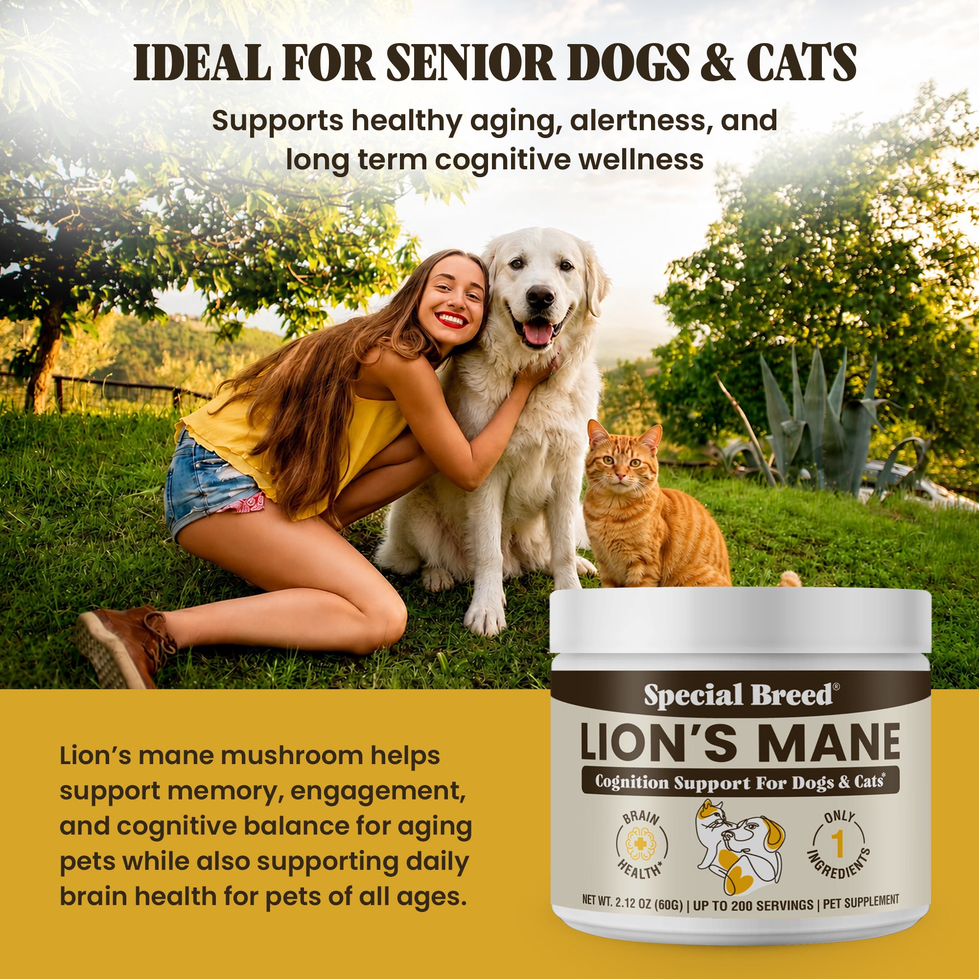 Lion's Mane Powder
